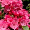 Raspberry Glow Mountain Laurel (Kalmia Latifolia) - 3 Gallon Pot -Plant Serie Store kalmia latifolia raspberry glow 1