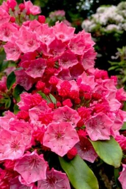 Raspberry Glow Mountain Laurel (Kalmia Latifolia) - 3 Gallon Pot