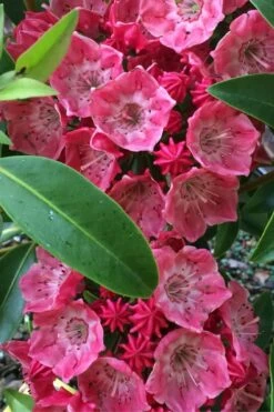 Raspberry Glow Mountain Laurel (Kalmia Latifolia) - 3 Gallon Pot -Plant Serie Store kalmia latifolia raspberry glow 2