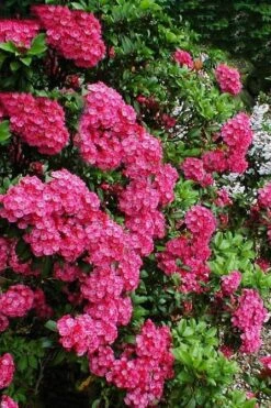 Raspberry Glow Mountain Laurel (Kalmia Latifolia) - 3 Gallon Pot -Plant Serie Store kalmia latifolia raspberry glow 3