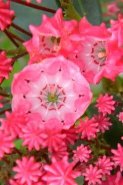 Sarah Pink Mountain Laurel (Kalmia Latifolia) - 3 Gallon Pot -Plant Serie Store kalmia latifolia sarah mountain laurel 2