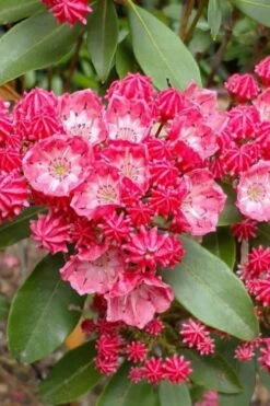 Sarah Pink Mountain Laurel (Kalmia Latifolia) - 3 Gallon Pot -Plant Serie Store kalmia latifolia sarah mountain laurel 3