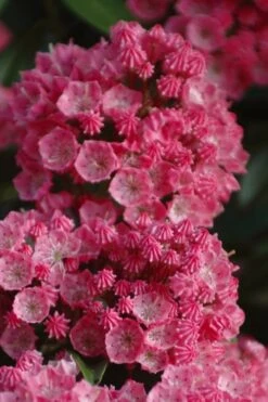 Sarah Pink Mountain Laurel (Kalmia Latifolia) - 3 Gallon Pot -Plant Serie Store kalmia latifolia sarah mountain laurel 4