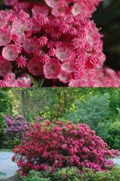 Sarah Pink Mountain Laurel (Kalmia Latifolia) - 3 Gallon Pot -Plant Serie Store kalmia latifolia sarah mountain laurel 5