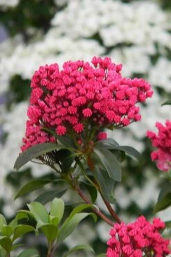 Sarah Pink Mountain Laurel (Kalmia Latifolia) - 3 Gallon Pot -Plant Serie Store kalmia latifolia sarah mountain laurel 6