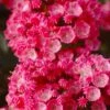 Sarah Pink Mountain Laurel (Kalmia Latifolia) - 3 Gallon Pot
