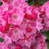 Show Time Mountain Laurel (Kalmia Latifolia) - 3 Gallon Pot -Plant Serie Store kalmia latifolia show time mountain laurel 1