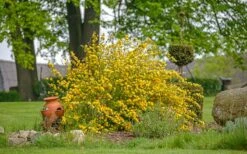 Japanese Marigold Bush - Kerria Japonica 'Pleniflora' - 1 Gallon Pot -Plant Serie Store kerria japonica plenaflora japanese rose 1