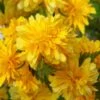 Japanese Marigold Bush - Kerria Japonica 'Pleniflora' - 1 Gallon Pot -Plant Serie Store kerria japonica plenaflora japanese rose 5