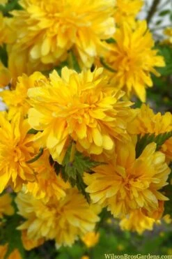 Japanese Marigold Bush - Kerria Japonica 'Pleniflora' - 1 Gallon Pot