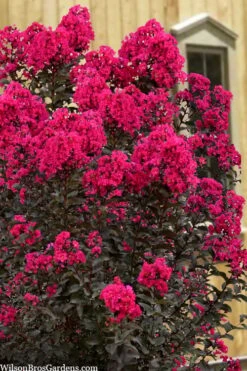 Black Diamond 'Mystic Magenta' Crape Myrtle - 7 Gallon Pot -Plant Serie Store lagerstroemia indica black diamond mystic magenta crape myrtle 1