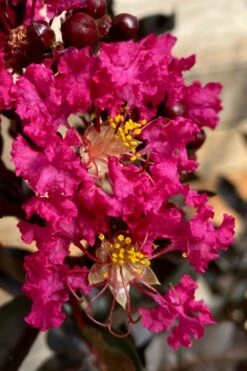 Black Diamond 'Mystic Magenta' Crape Myrtle - 7 Gallon Pot -Plant Serie Store lagerstroemia indica black diamond mystic magenta crape myrtle 3