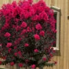 Black Diamond 'Mystic Magenta' Crape Myrtle - 7 Gallon Pot 2 Black Diamond 'Mystic Magenta' Crape Myrtle - 7 Gallon Pot -Plant Serie Store lagerstroemia indica black diamond mystic magenta crape myrtle 6