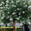Natchez White Crape Myrtle Tree (Single Trunk) - 5 Gallon Pot -Plant Serie Store lagerstroemia indica natchez crape myrtle standard single trunk 2
