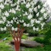 Natchez White Crape Myrtle - 1 Gallon Pot -Plant Serie Store lagerstroemia indica natchez crape20myrtle tree 50