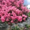 Sioux Pink Crape Myrtle Tree (Single Trunk) - 5 Gallon Pot 2 Sioux Pink Crape Myrtle Tree (Single Trunk) - 5 Gallon Pot -Plant Serie Store lagerstroemia indica sioux crape myrtle standard single trunk 1