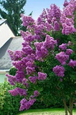 Twilight Purple Crape Myrtle - 6 Pack Of 1 Gallon Pots -Plant Serie Store lagerstroemia indica twilight purple crape myrtle tree 1 1