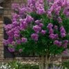 Twilight Purple Crape Myrtle - 6 Pack Of 1 Gallon Pots -Plant Serie Store lagerstroemia indica twilight purple crape myrtle tree 101