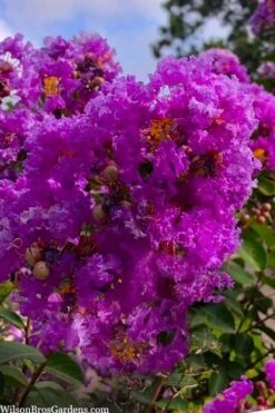 Twilight Purple Crape Myrtle - 1 Gallon Pot -Plant Serie Store lagerstroemia indica twilight purple crape myrtle tree 103 2