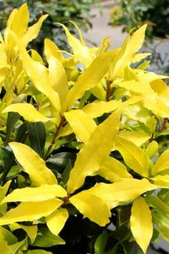 Sicilian Sunshine Sweet Bay Laurel (Laurus Nobilis) - 1 Gallon Pot -Plant Serie Store laurus nobilis sicilian sunshine sweet bay laurel 2