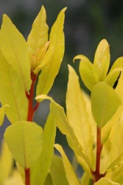 Sicilian Sunshine Sweet Bay Laurel (Laurus Nobilis) - 1 Gallon Pot -Plant Serie Store laurus nobilis sicilian sunshine sweet bay laurel 5