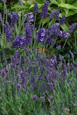 Ellagance Purple English Lavender - 5 Pack Of Quart Pots -Plant Serie Store lavandula angustifolia ellagance purple english lavender 2