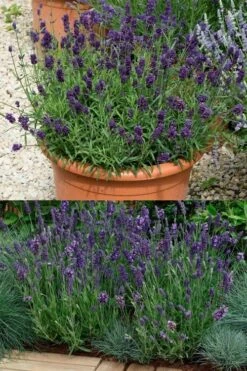 Ellagance Purple English Lavender - 5 Pack Of Quart Pots -Plant Serie Store lavandula angustifolia ellagance purple english lavender 3