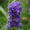 Ellagance Purple English Lavender - 5 Pack Of Quart Pots 1 Ellagance Purple English Lavender - 5 Pack Of Quart Pots -Plant Serie Store lavandula angustifolia ellagance purple english lavender 4