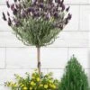 Anouk Spanish Lavender Tree (Single Stem) - 3 Gallon Pot -Plant Serie Store lavandula anouk tree form 1