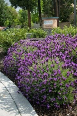Otto Quast Spanish Lavender - 1 Gallon Pot -Plant Serie Store lavender otto quast 23 1