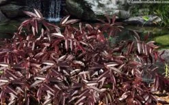 Rejoyce Coast Leucothoe (Leucothoe Axillaris) - 3 Gallon Pot -Plant Serie Store leucothoe axillaris rejoyce 10