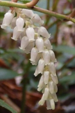 Rejoyce Coast Leucothoe (Leucothoe Axillaris) - 3 Gallon Pot -Plant Serie Store leucothoe axillaris rejoyce 11