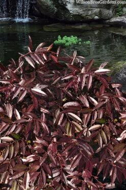 Rejoyce Coast Leucothoe (Leucothoe Axillaris) - 3 Gallon Pot -Plant Serie Store leucothoe axillaris rejoyce 3