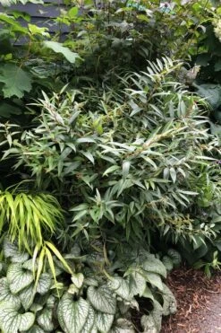 Rejoyce Coast Leucothoe (Leucothoe Axillaris) - 3 Gallon Pot -Plant Serie Store leucothoe axillaris rejoyce 7