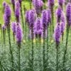 Blazing Star Gayfeather (Liatris Spicata) - 8 Pack Of 1 Gallon Pots -Plant Serie Store liatris spicata blazing star gayfeather 11
