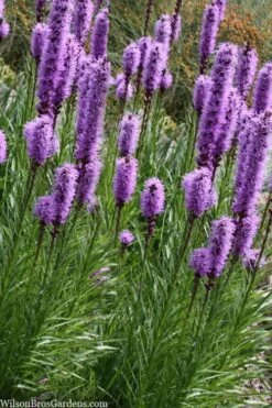 Blazing Star Gayfeather (Liatris Spicata) - 8 Pack Of 1 Gallon Pots -Plant Serie Store liatris spicata blazing star gayfeather 9