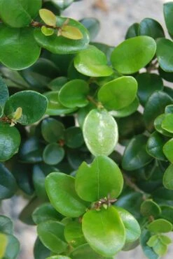 Little Moon Ligustrum - 6 Pack Of 1 Gallon Pots -Plant Serie Store ligustrum little moon 500x750 1