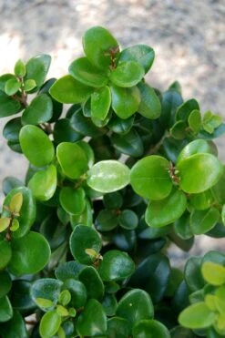 Little Moon Ligustrum - 6 Pack Of 1 Gallon Pots -Plant Serie Store ligustrum little moon privet 1