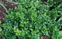 Little Moon Ligustrum - 6 Pack Of 1 Gallon Pots -Plant Serie Store ligustrum little moon privet 2