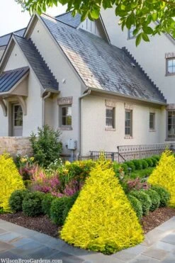 Sunshine Ligustrum - 3 Gallon Pot -Plant Serie Store ligustrum sunshine 102