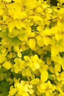 Sunshine Ligustrum - 3 Gallon Pot -Plant Serie Store ligustrum sunshine 108