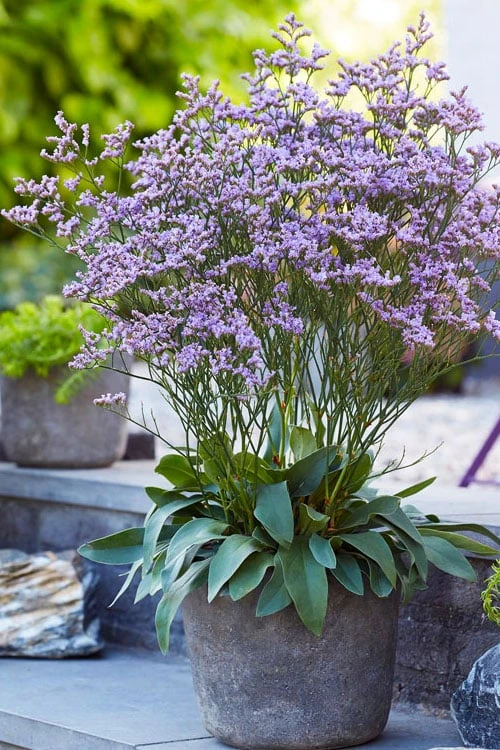 Dazzle Rocks Statice (Limonium) - 1 Gallon Pot 3 Dazzle Rocks Statice (Limonium) - 1 Gallon Pot