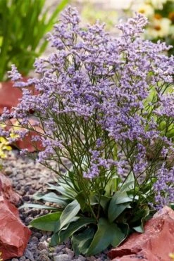 Dazzle Rocks Statice (Limonium) - 1 Gallon Pot 11 Dazzle Rocks Statice (Limonium) - 1 Gallon Pot -Plant Serie Store limonium dazzle rocks statice 3