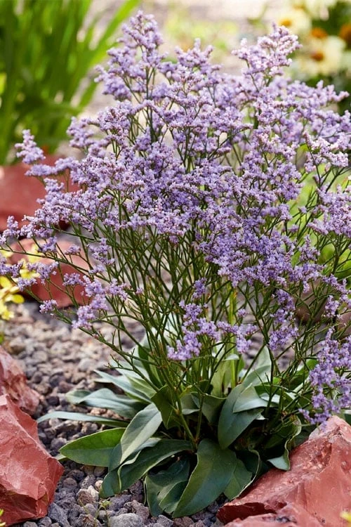 Dazzle Rocks Statice (Limonium) - 1 Gallon Pot 7 Dazzle Rocks Statice (Limonium) - 1 Gallon Pot - Image 5