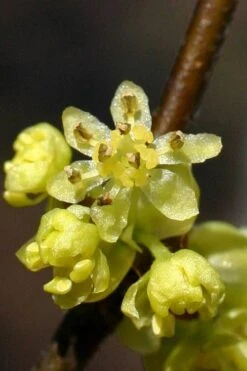 Spicebush (Lindera Benzoin) - 2.5 Gallon Pot -Plant Serie Store lindera benzoin yellow spicebush 1