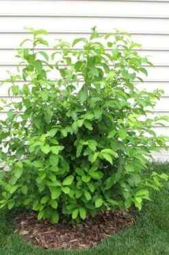 Spicebush (Lindera Benzoin) - 2.5 Gallon Pot -Plant Serie Store lindera benzoin yellow spicebush 11