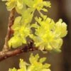 Spicebush (Lindera Benzoin) - 1 Gallon Pot -Plant Serie Store lindera benzoin yellow spicebush 2 1