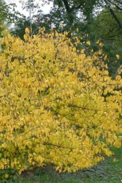 Spicebush (Lindera Benzoin) - 1 Gallon Pot -Plant Serie Store lindera benzoin yellow spicebush 21 1