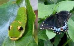Spicebush (Lindera Benzoin) - 2.5 Gallon Pot -Plant Serie Store lindera benzoin yellow spicebush 23
