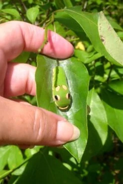 Spicebush (Lindera Benzoin) - 1 Gallon Pot -Plant Serie Store lindera benzoin yellow spicebush 7 1